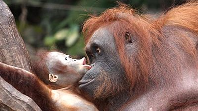 معلومات عن القرد الأحمر المعروف بإنسان الغاب البورنيوي !