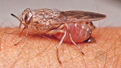 بسبب لدغة.. هذه الذبابة قادرة أن تدخلك في سبات أبدي !