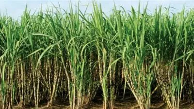 نقابة الفلاحين: رفع سعر طن القصب لـ620 جنيهًا غير كافي