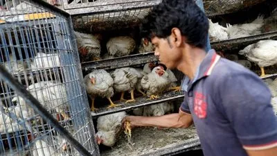 ربات البيوت تفضح مافيا الدواجن.. عصابات تبيع الفراخ الميتة للمطاعم (تحقيق)