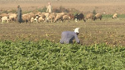 الزراعة: توريد القمح من المزارعين بالأسعار العالمية لتقليل الفجوة الغذائية 