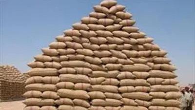 تموين بني سويف يضبط شونتين لتلاعبهم في 19 ألف طن قمح