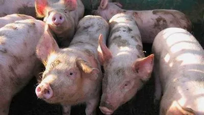 حكمة الله فى تحريم اكل الخنزير !