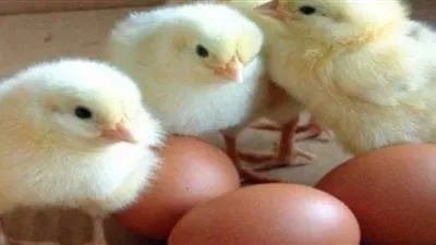 المملكة تحظر استيراد الطيور من بلغاريا