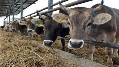 متصل من بنها: المواشي مصابة بمرض نادر.. والزراعة: 