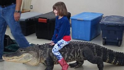 طفلة تجلس على ظهر تمساح بطول 8 أقدام.. ومفاجأة غير متوقعة (فيديو)