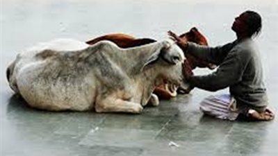 تعرف على الحيوانات التي يعبدها البشر حول العالم !