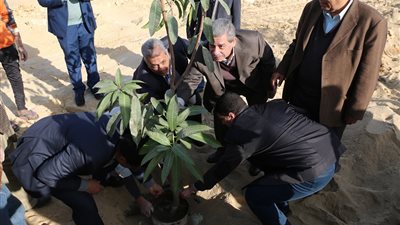 زراعة ألف شجرة فاكهة بأرض جامعة بني سويف شرق النيل