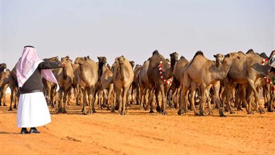 انتهاء التسجيل في مهرجان جائزة الملك عبدالعزيز لمزايين الإبل.. غدًا