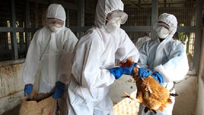 تفشي مرض انفلونزا الطيور في أوكرانيا.. ومصر تقضي على الدواجن المصابة 