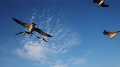 قتل طيور النورس في لبنان لحماية الطائرات