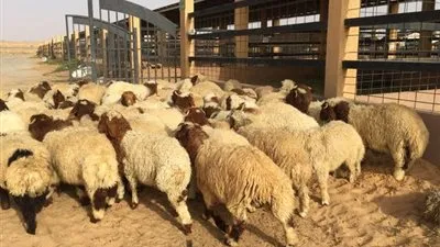 بلدية بيشة تضبط مركبة تابعة لإحدى الملاحم تحمل أغنامًا نافقة