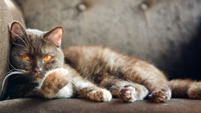 هل تصاب الحيوانات بالأمراض العقلية مثل البشر؟