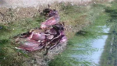 العثور على 9 حمير مسلوخة بجوار ترعة 
