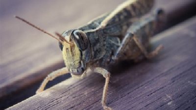  باستخدام حاسة الشم.. أبحاثاً تسمح لـ 