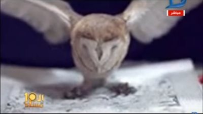 مفاجأة.. الإخوان يستعينون بالسحر الأسود وتعويذات لإسقاط السيسي (فيديو)