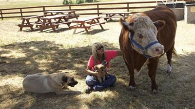 أغرب قضايا وصلت للمحاكم العربية.. ابرزها مقاضاة بقرة !