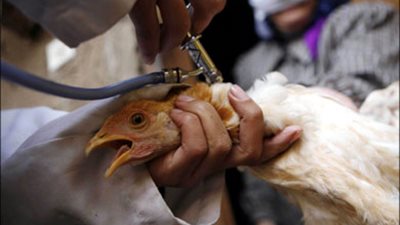 بريطانيا تؤكد رصد إصابة بأنفلونزا الطيور