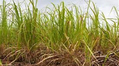 وزير التموين: وصول ١٢٠ طن سكر مستورد من البرازيل وفرنسا 