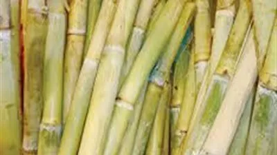 رئيس شركة السكر: توريد 1.200 ألف طن قصب لمصانع السكر  