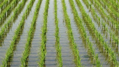 كبير مزارعي كفر الشيخ: أسعار الأرز لا تحقق طموحات المزارعين