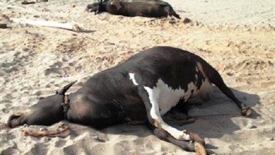 ظهور أول حالتين ماشية مصابة بـ