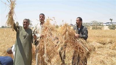 نجاح زراعة القمح بالتبريد في الإسماعيلية ثبت نجاحها وجدواها الاقتصادية