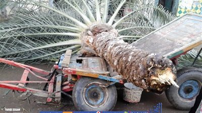 مصرع مواطن إثر سقوط نخلة عليه في ميت أبوغالب بدمياط