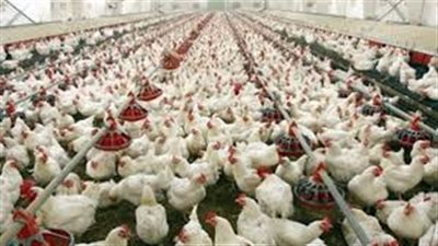توقعات بوصول أسعار الدواجن إلى 40 جنيه للكيلو