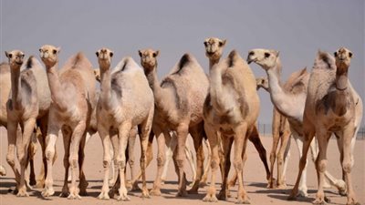 ارتفاع أسعار 