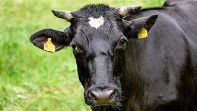 انتحار بقرة من أعلى سطح مبنى تجاري (فيديو)