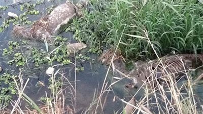 العثور على 12حمارا مذبوحا ومسلوخا بمصرف 