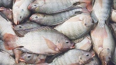 6 علامات تكشف لكي عن السمك الطازج.. تعرفي عليها 