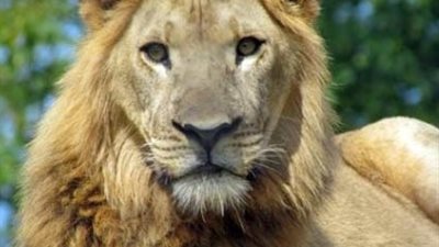 أهم أخبار الاردن اليوم .. الزراعة بحثت عن أسد في أحراش جرش