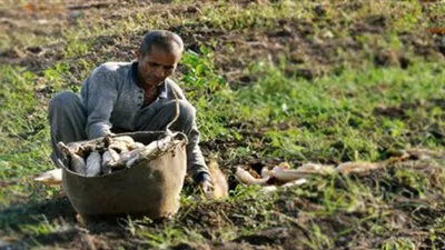 تكريم فلاح بالمنوفية عقب حصول حقله على أعلى انتاجية للذرة الشامية