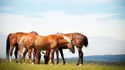 هل تعلم أن للحيوانات لغة ؟