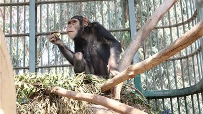 حديقة الجيزة: 