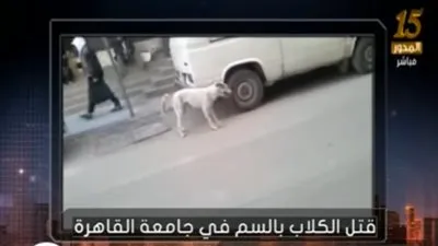 ناشطة حقوقية عن تسميم الكلاب بجامعة القاهرة: 