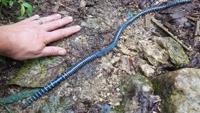 حقائق ومعلومات عن دودة الأرض.. تعرف عليها !