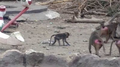 شاهد.. لحظة اقتحام مجموعة شباب جبلاية القرود بحديقة الحيوان (فيديو)