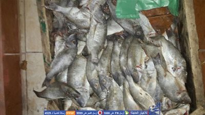 ضبط 50 كليو أسماك غير صالحة للاستخدام الآدامى فى السويس (صور)
