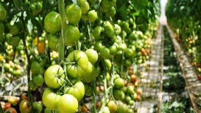 اعتماد قروض للمشاريع الزراعية بـ110 ملايين ريال