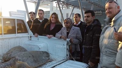 إنقاذ سلحفاتين مهددتين بالانقراض قبل ذبحهما في الإسكندرية (صور)