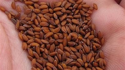 فوائد حب الرشاد الصحية.. قد لا تعلموها