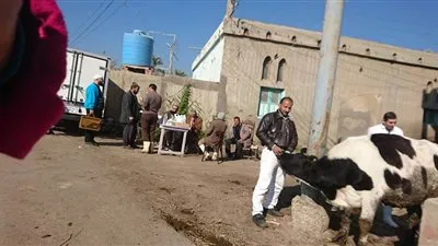 الطب الوقائي يلقح 72720 رأس ماشية فى دمياط 