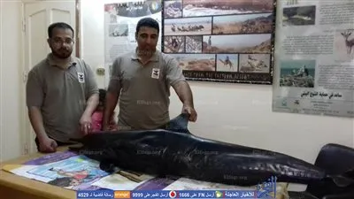 محميات البحر الأحمر: لن نتمكن من تشريح الدولفين النافق لأنه 