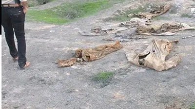 لقطات مروعة لمقبرة جماعية نفذها 