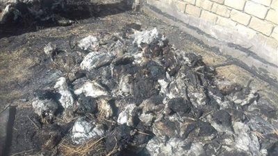 حريق هائل يلتهم مزرعة دواجن بالشرقية يتسبب في نفوق 2000 دجاجة  