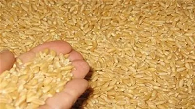 مصر تشتري 535 ألف طن قمح من الخارج  