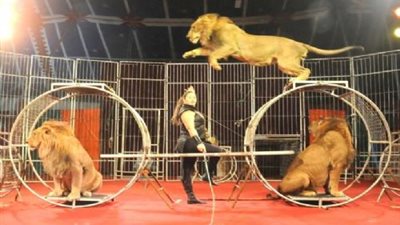 حقيقة اطلاق خرطوش بالسيرك القومي أثناء فقرة 